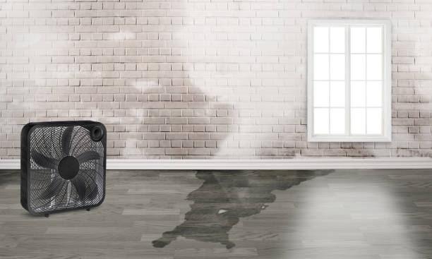 Best Water damage restoration company  in Manteno, IL